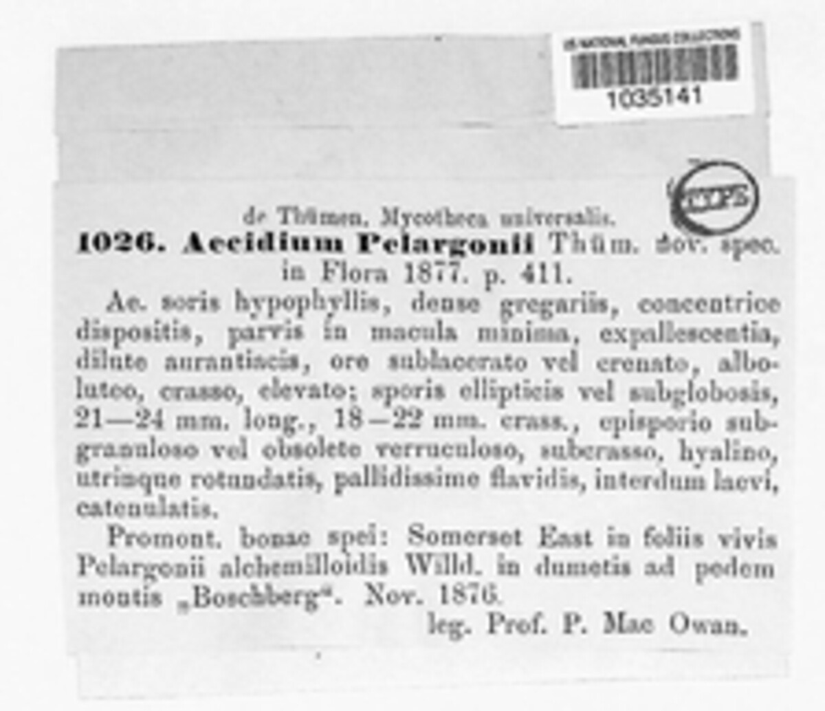 Aecidium pelargonii image